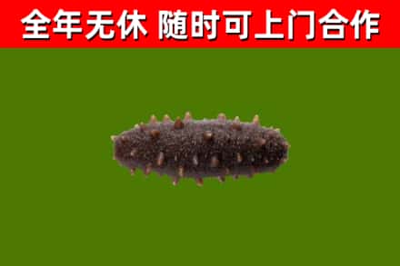 南召烟酒回收干海参.jpg